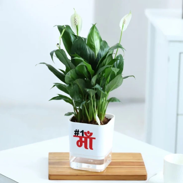 Beloved-Mom-Peacelily-Plant-in-Self-Watering-Planter-1.jpg