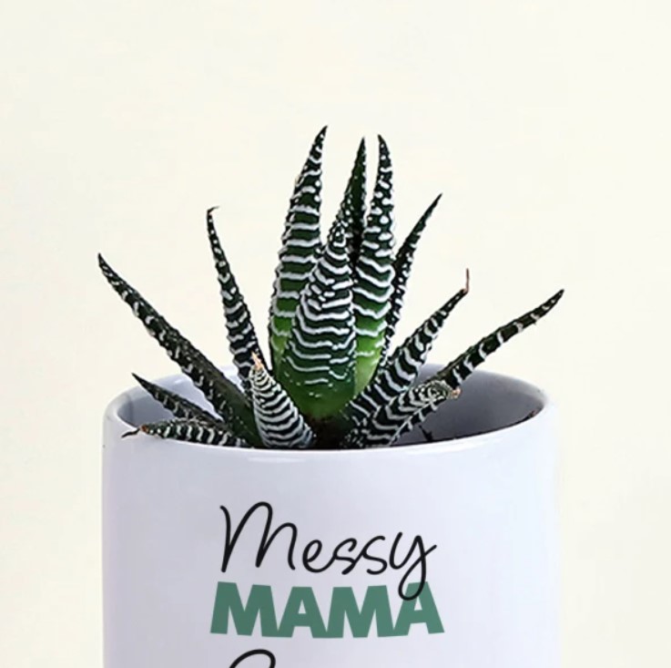 Mothers-Day-Splendid-Haworthia-Duo-in-Planter-2.jpg