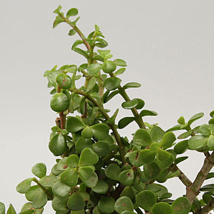 love-you-bro-jade-plant_31.jpg